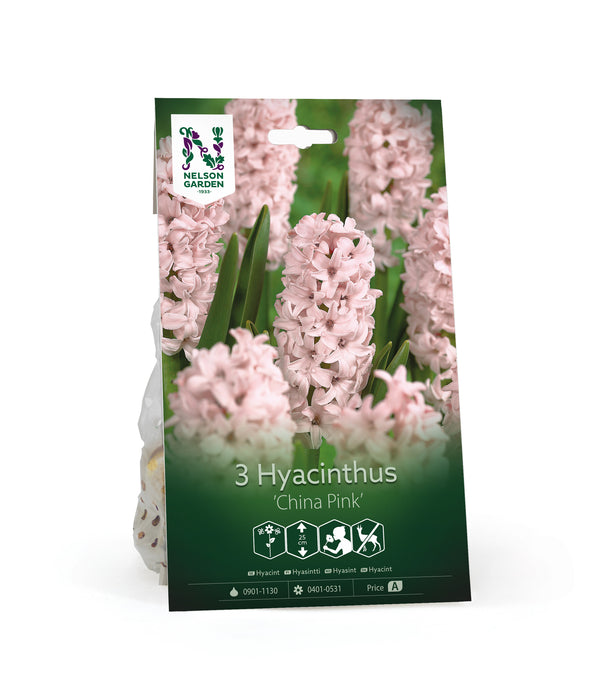 Hyacint 'China Pink'