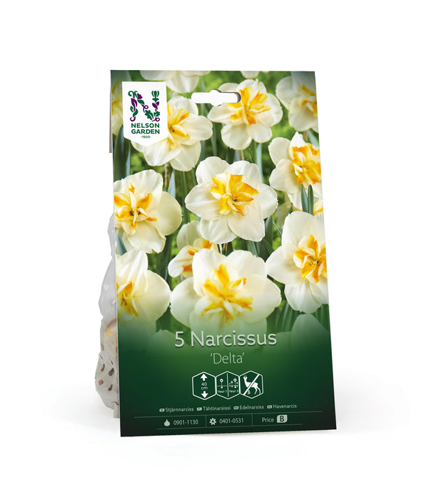 Narciss 'Delta'