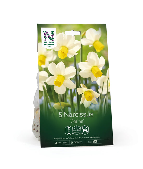 Narciss 'Corina'