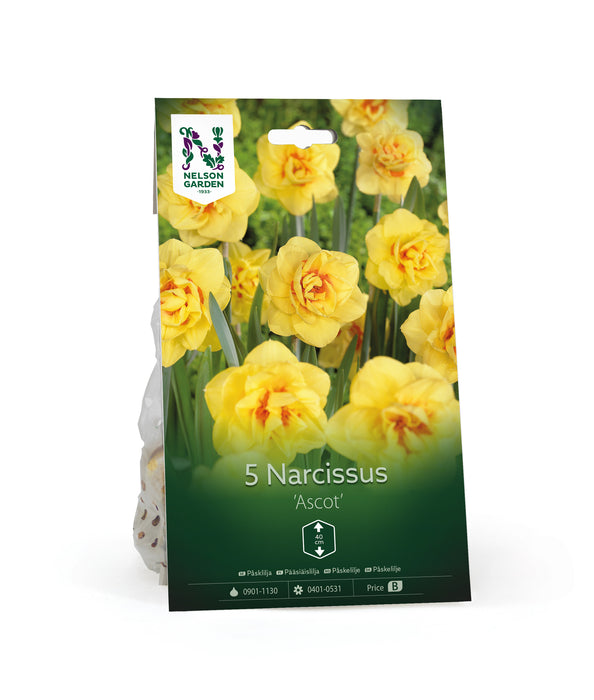 Narciss 'Ascot'