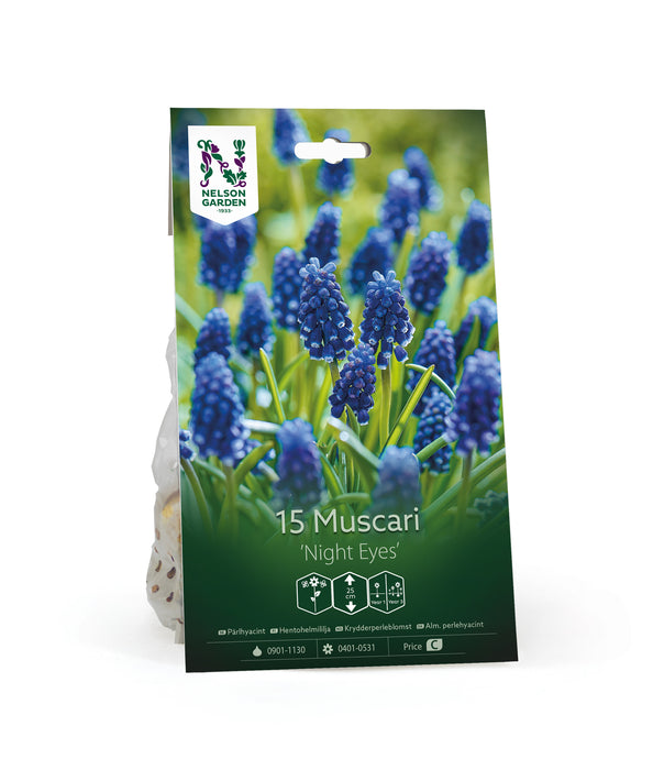 Muscari 'Night Eyes'