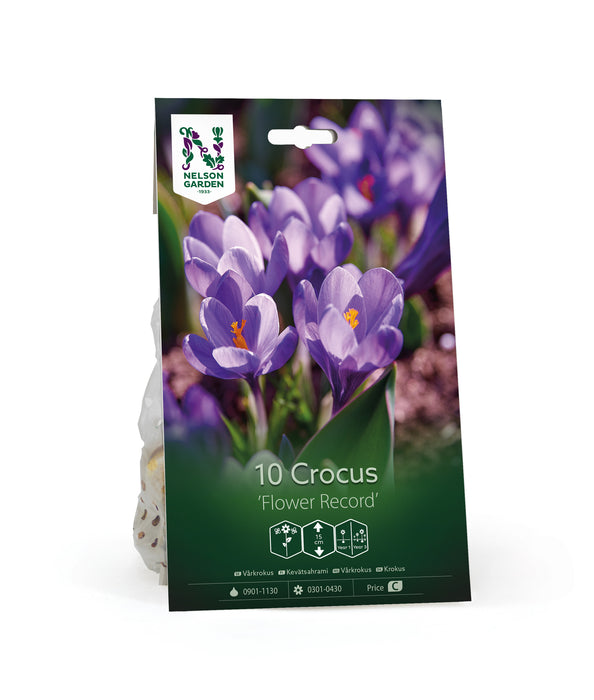 Vårkrokus 'Flower Record'