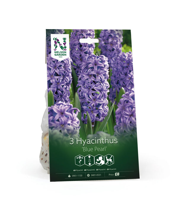 Hyacint 'Blue Pearl'