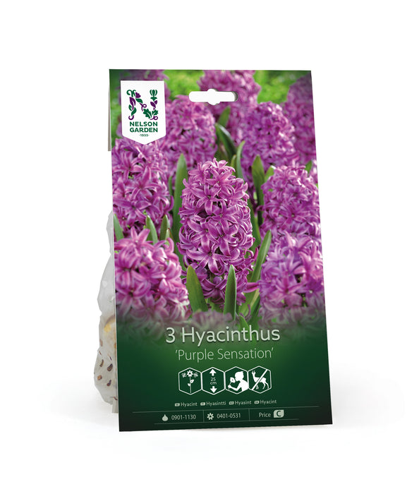 Hyacint 'Purple Sensation'