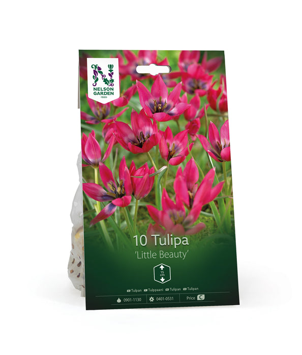 Tulpan 'Little Beauty'