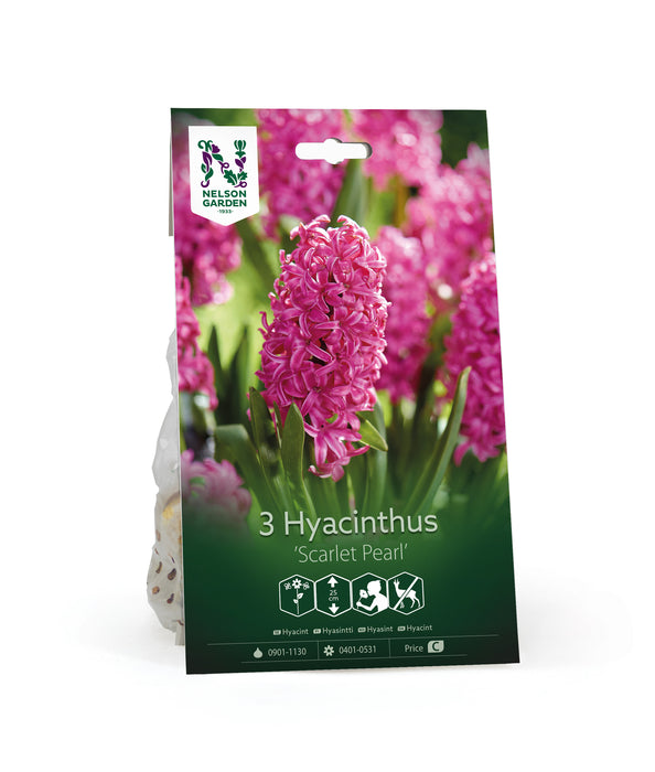 Hyacint 'Scarlet Pearl'