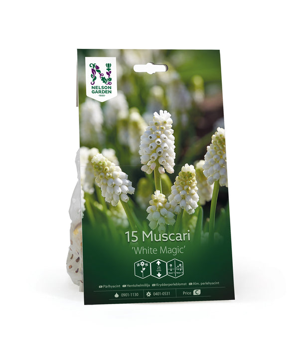 Muscari 'White Magic'