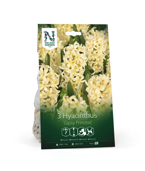 Hyacint 'Gipsy Princess'