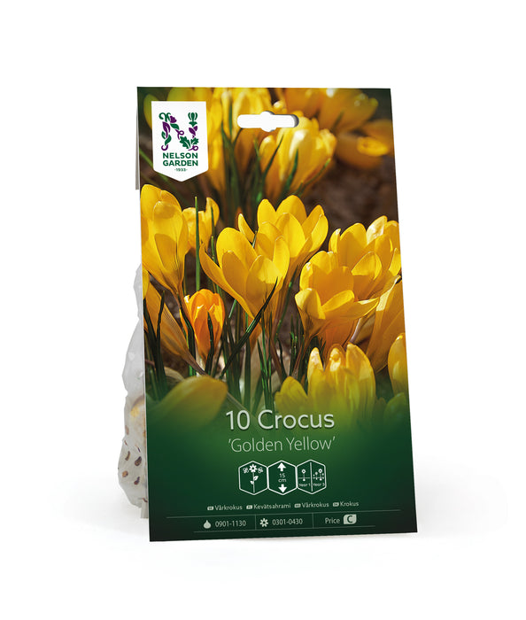 Vårkrokus 'Golden Yellow'