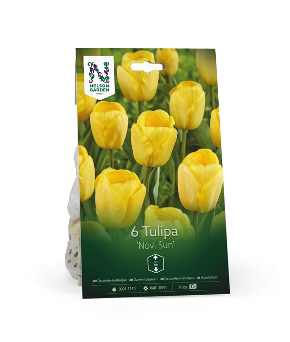 Darwinhybridtulpan 'Novi Sun'