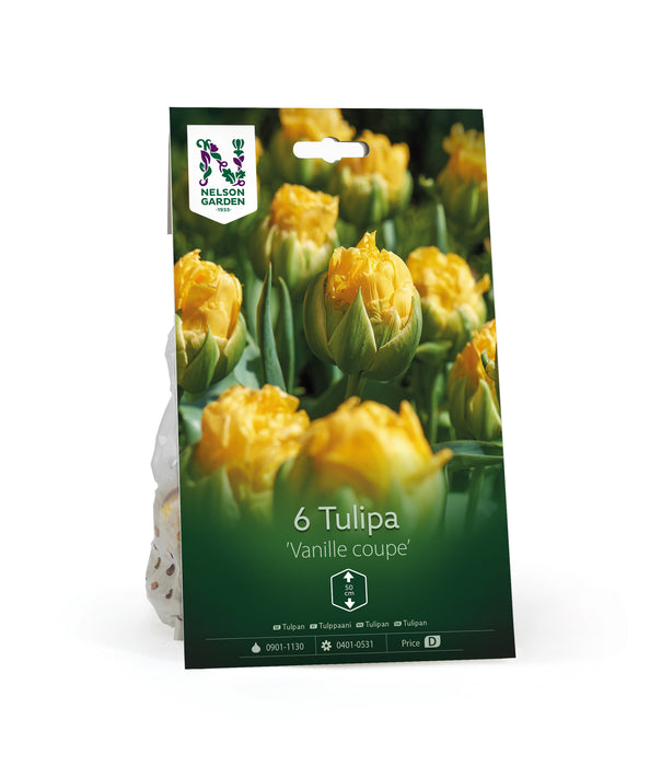 Tulpan 'Vanille coupe'