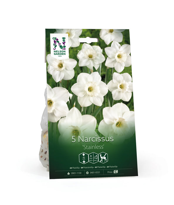 Narciss 'Stainless'