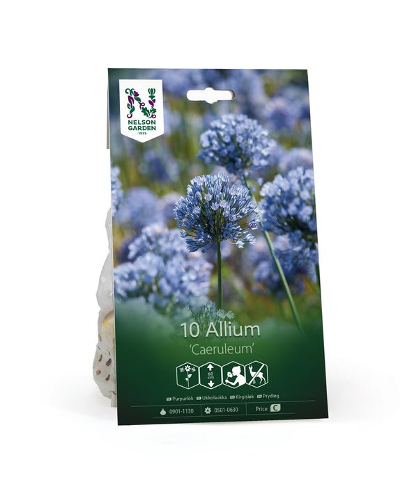 Purpurlök 'Caeruleum'