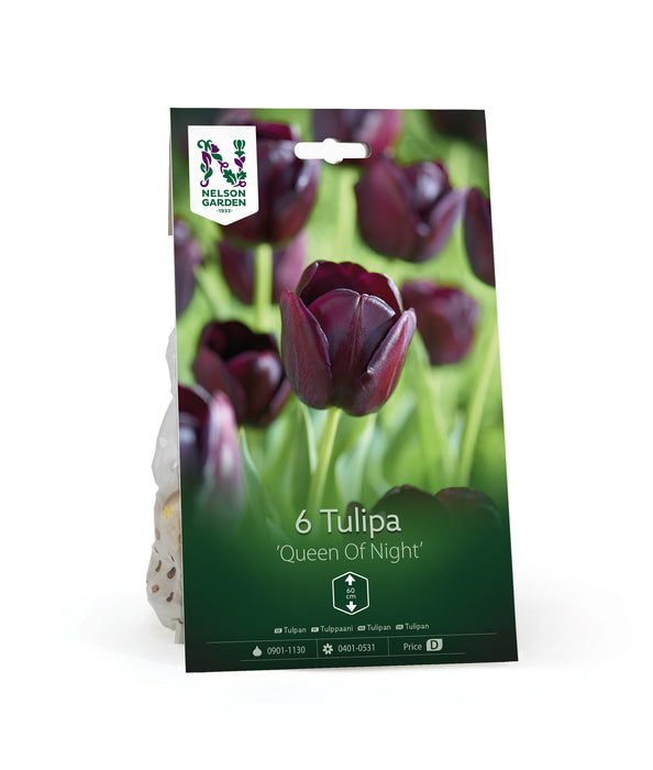 Tulpan 'Queen Of Night'