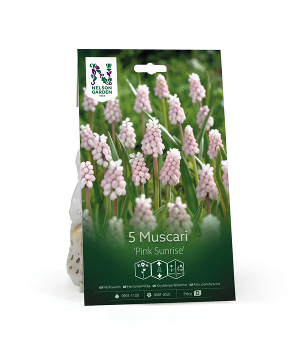 Muscari 'Pink Sunrise'