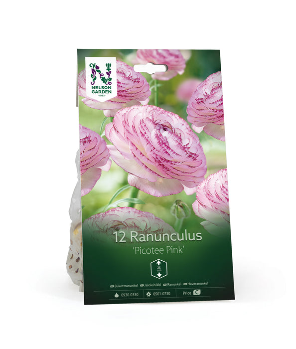 Bukettranunkel 'Picotee Pink'