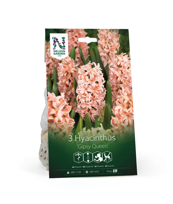 Hyacint 'Gipsy Queen'