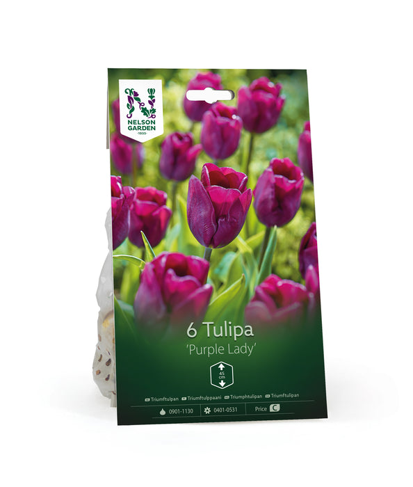 Triumftulpan 'Purple Lady'