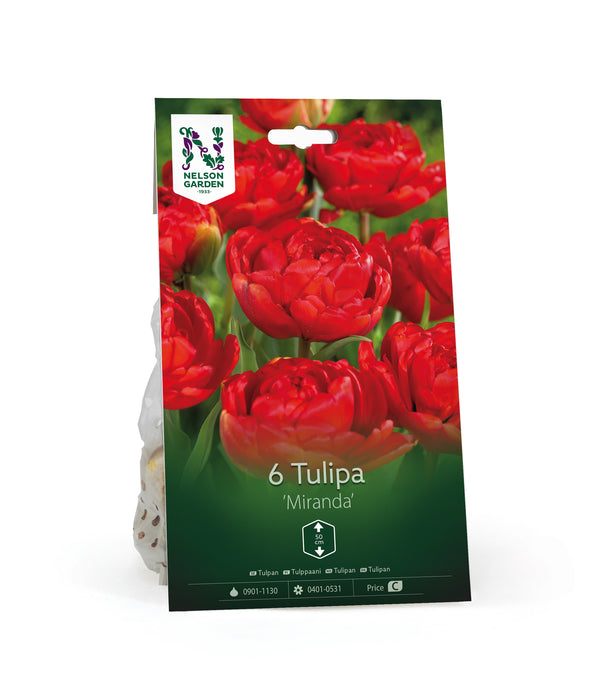 Tulpan 'Miranda'