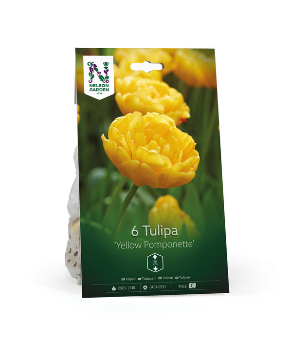 Tulpan 'Yellow Pompotte'