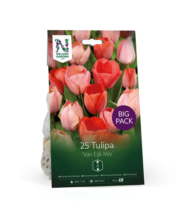 Darwinhybridtulpan 'Van Eijk
