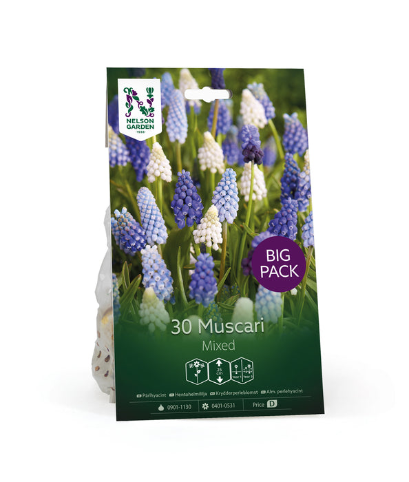 Muscari Mix