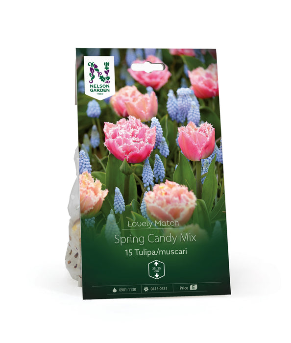 Tulpan Muscari Spring Candy