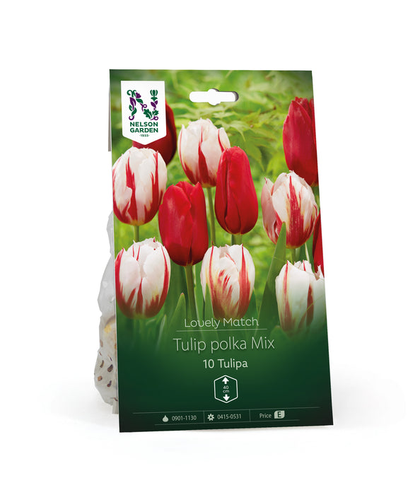Tulpan Tulip polka Mix LM