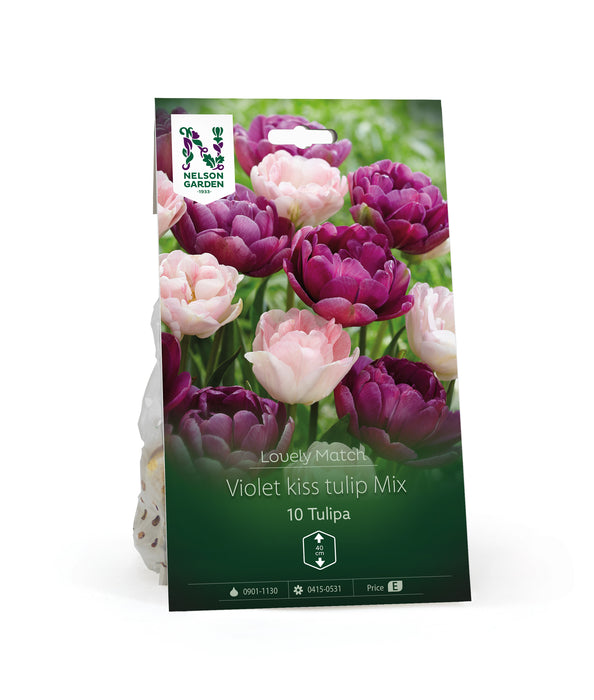 Tulpan Violet kiss tulip Mix