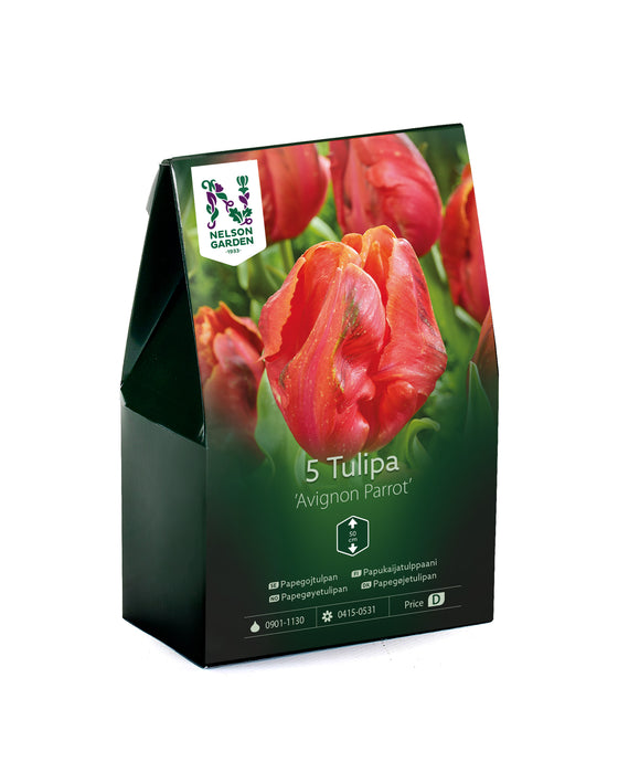Papegojtulpan 'Avignon Parrot