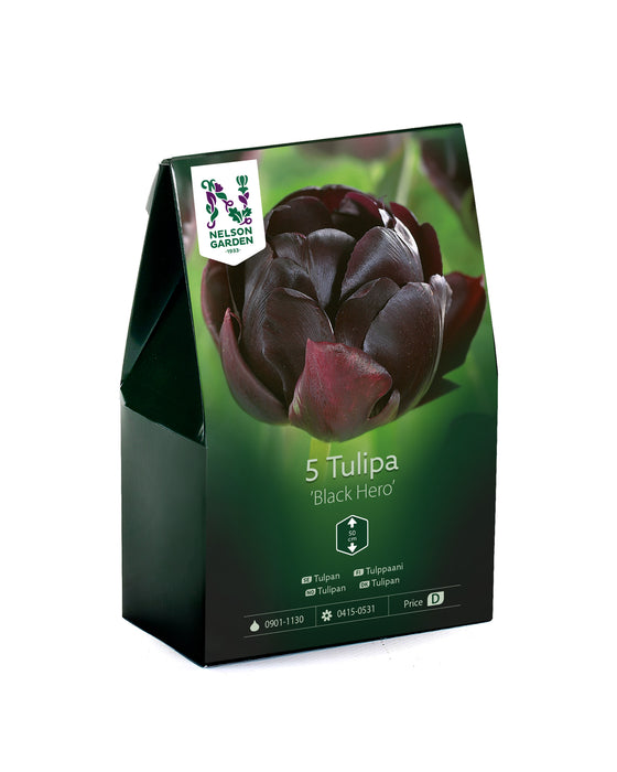 Tulpan 'Black Hero'