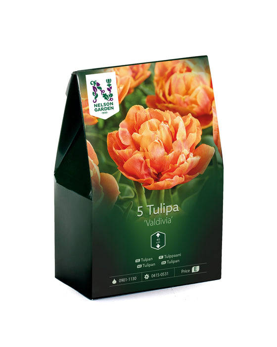 Tulpan 'Valdivia'