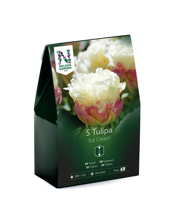 Tulpan 'Ice Cream'
