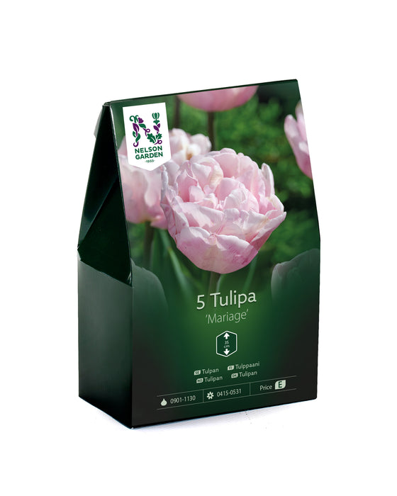 Tulpan 'Mariage'