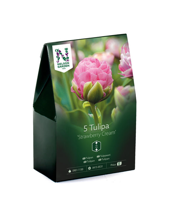 Tulpan 'Strawberry Cream'