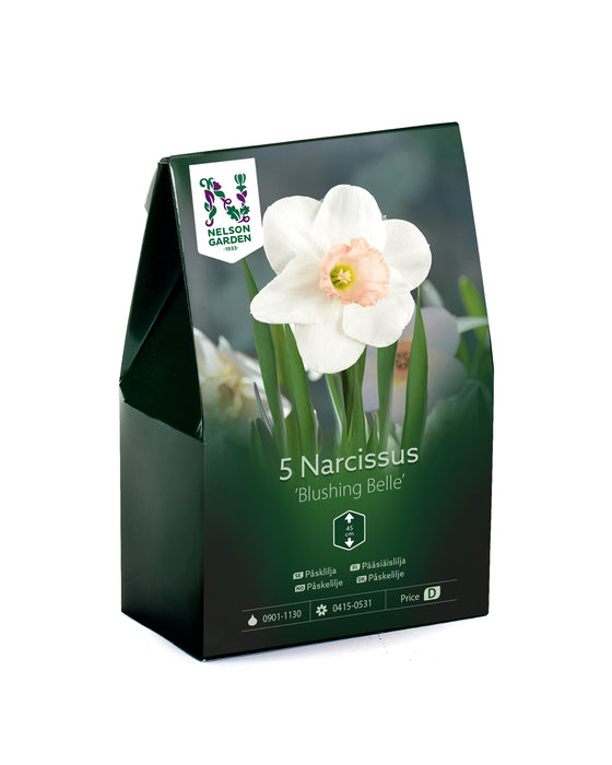 Narciss 'Blushing Belle'
