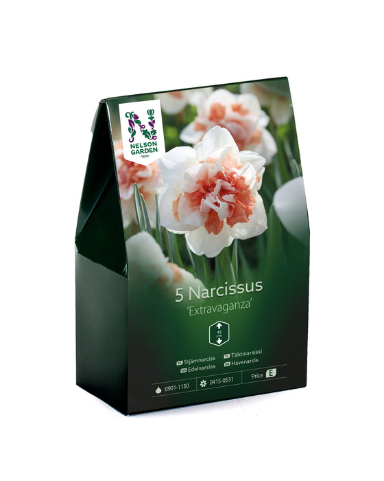 Narciss 'Extravaganza'