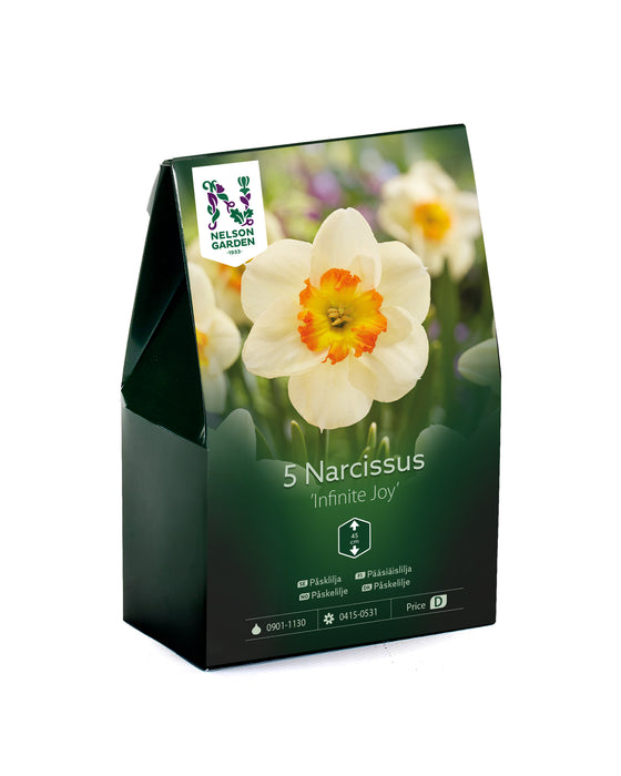 Narciss 'Infinte Joy'