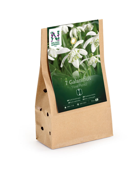 Fylld snödroppe 'Flore Pleno'
