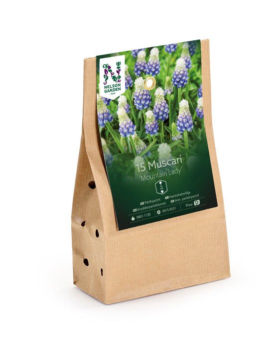 Muscari 'Mountain Lady'