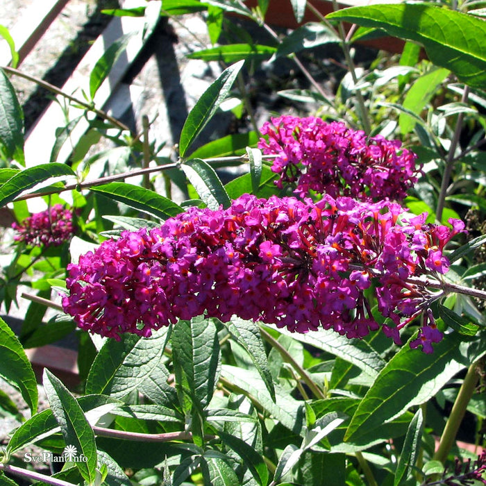 Buddleja davidii 'Buzz Wine' Busk C3,4