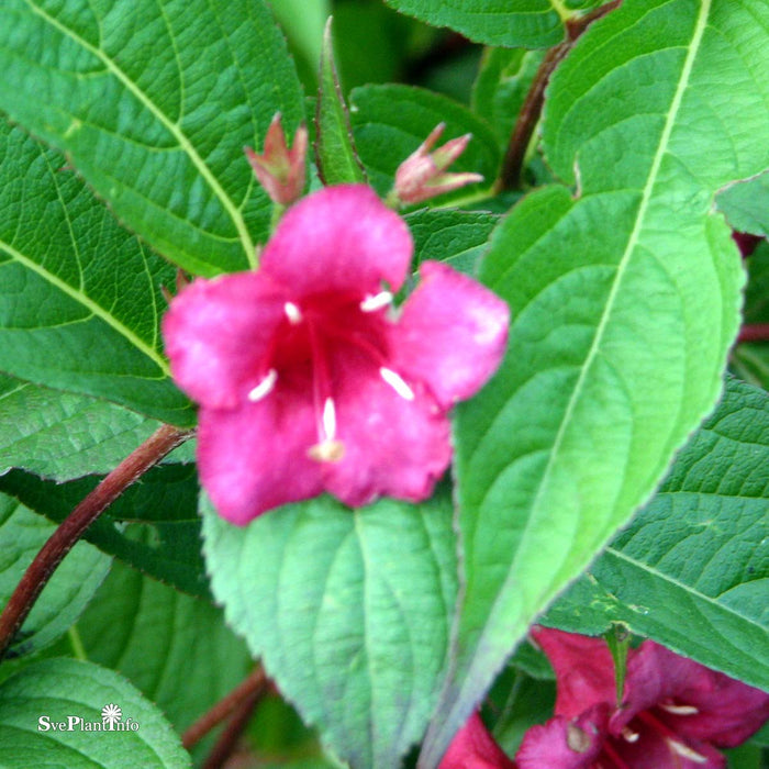 Weigela 'Red Prince' C10 Stam 90cm