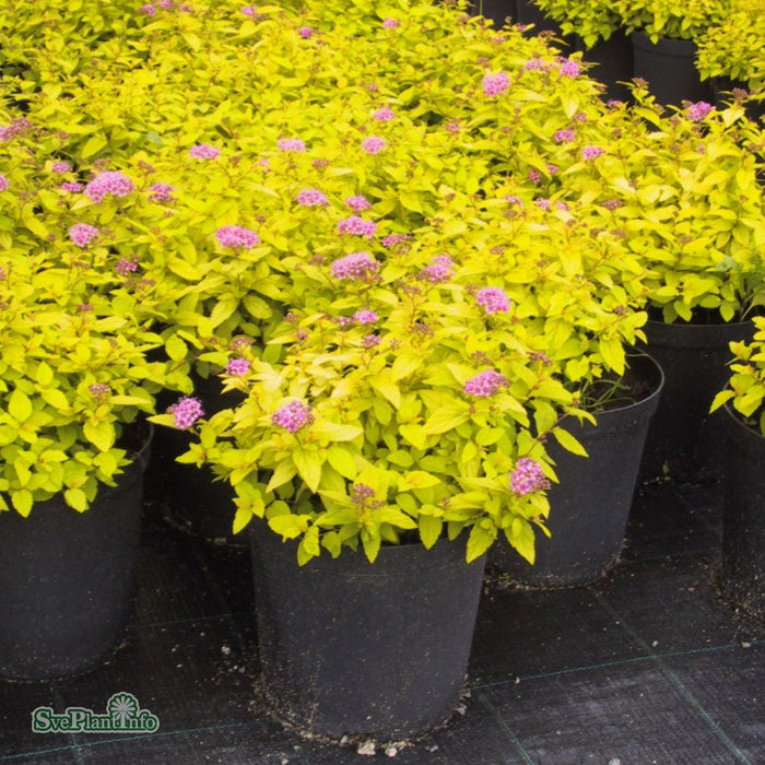 Spiraea japonica 'Golden Princess' C4,5 40-50cm