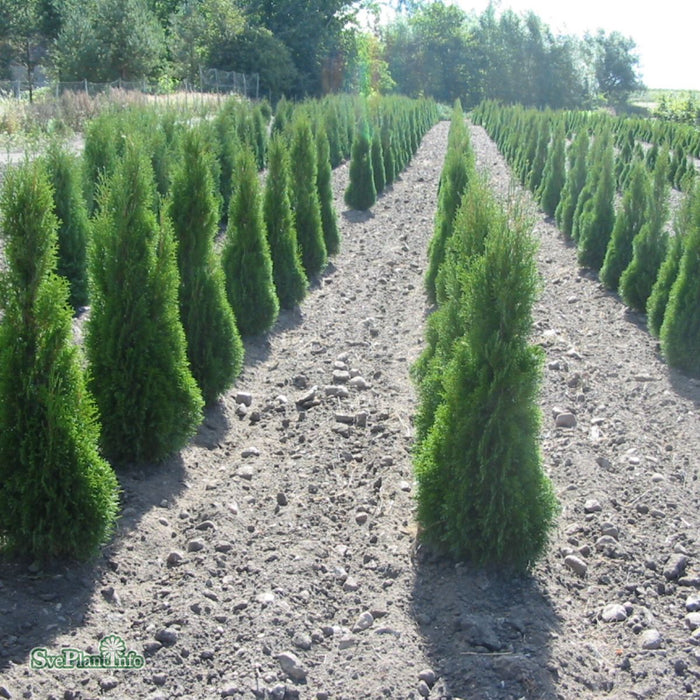 Thuja occidentalis 'Smaragd' C20 160-180cm