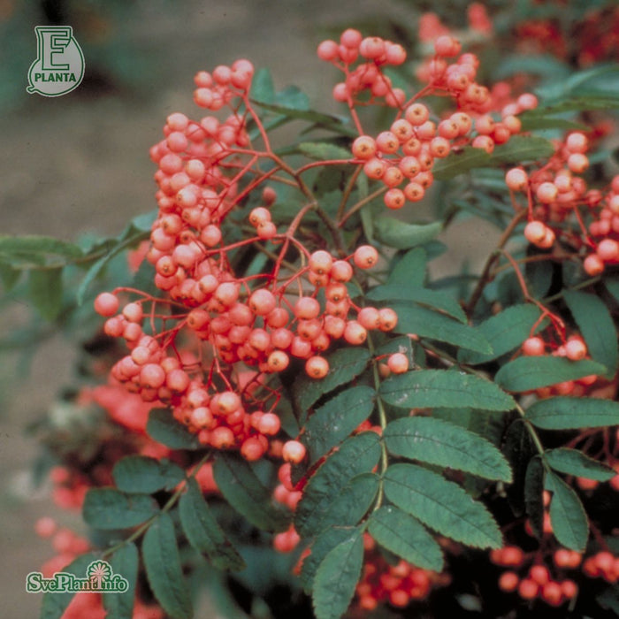 Sorbus 'Rosmari' Ungträd 200-250cm