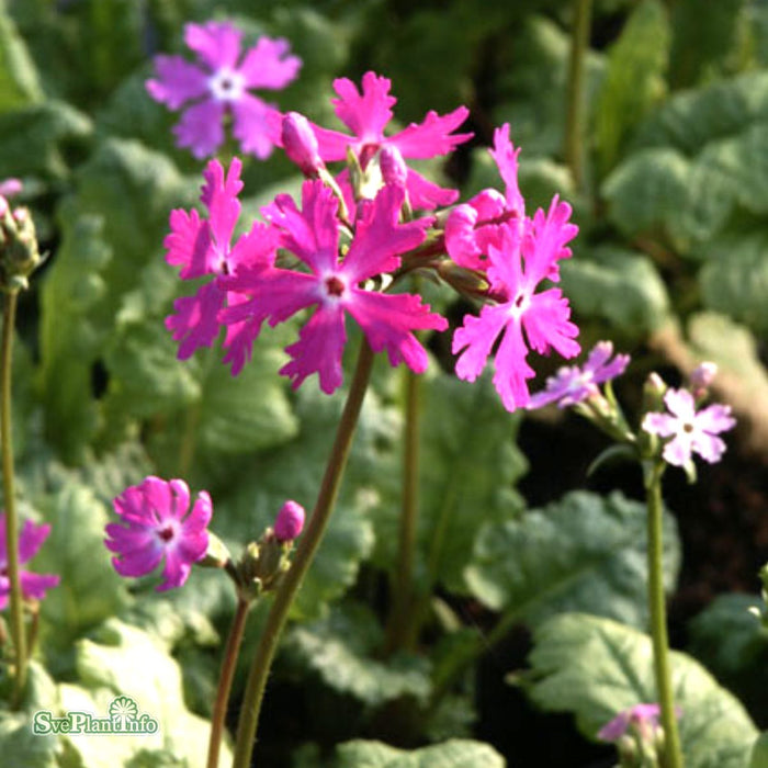 Primula sieboldii 'Galaxy'