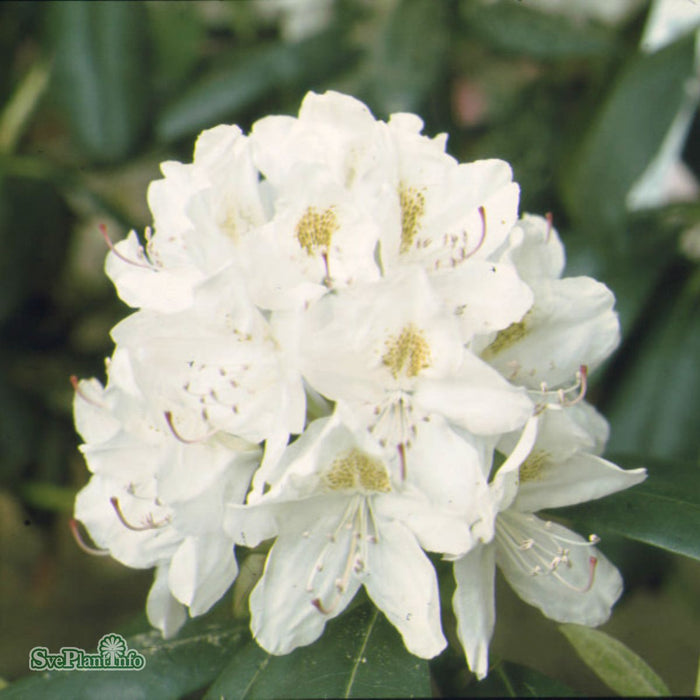 Rhododendron 'Catawbiense Album' Kl 80-90cm