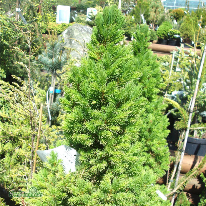 Picea glauca 'Conica Perfecta' C6 50-60cm