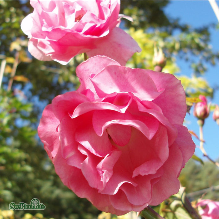 Rosa 'Romanze' A kval C4