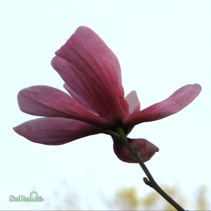 Magnolia 'Galaxy' C16,5